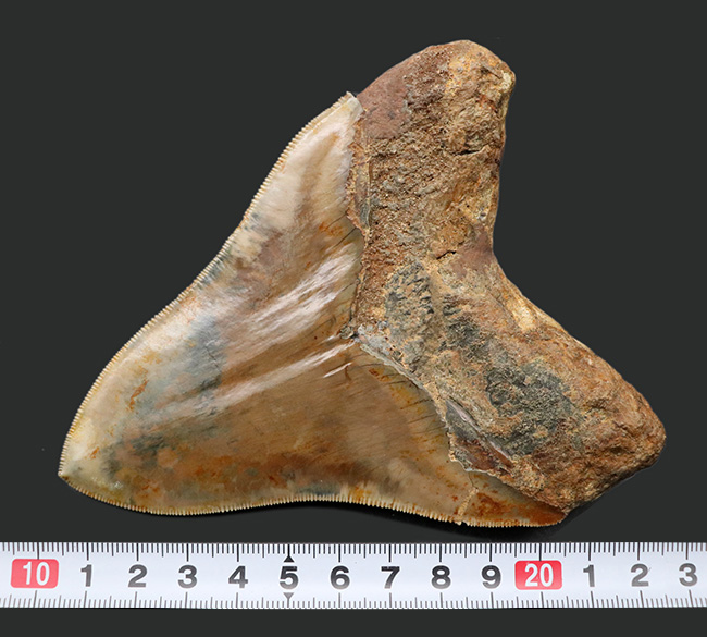 レア＆ビューティー！貴殿のコレクションの中央に飾っていただきたい、レアなインドネシア産の、とても上質なメガロドン（Megalodon）の巨大歯化石（その15）