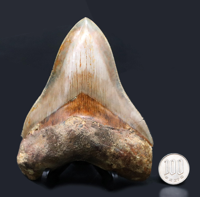 レア＆ビューティー！貴殿のコレクションの中央に飾っていただきたい、レアなインドネシア産の、とても上質なメガロドン（Megalodon）の巨大歯化石（その16）