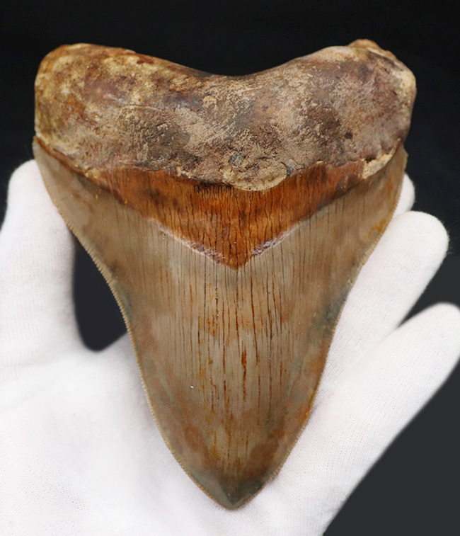 レア＆ビューティー！貴殿のコレクションの中央に飾っていただきたい、レアなインドネシア産の、とても上質なメガロドン（Megalodon）の巨大歯化石（その3）