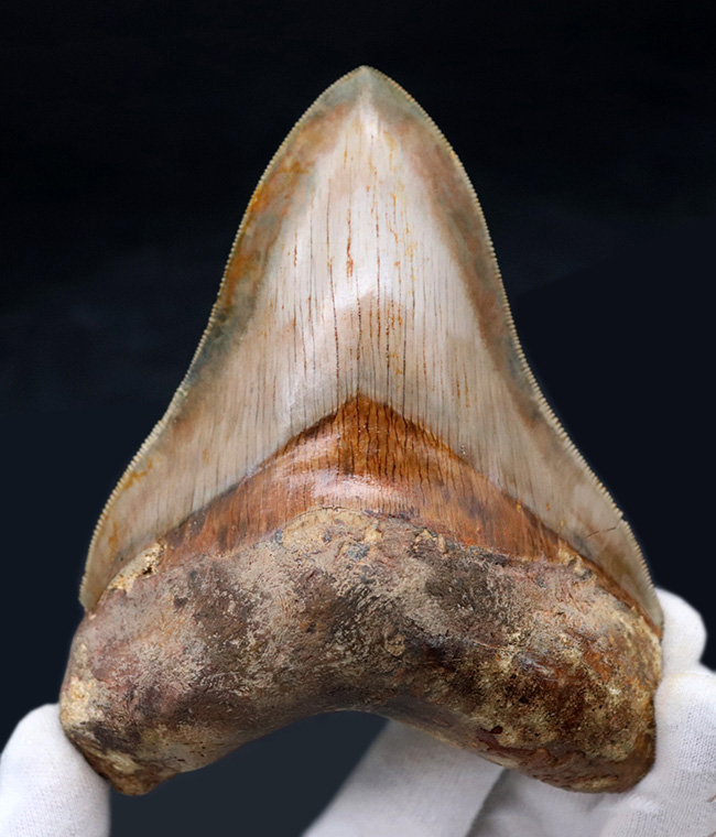 レア＆ビューティー！貴殿のコレクションの中央に飾っていただきたい、レアなインドネシア産の、とても上質なメガロドン（Megalodon）の巨大歯化石（その9）