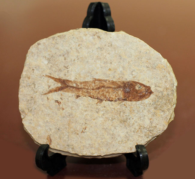 良形！グリーン・リバーフォーメーション産、約5000万年前の地層から採集された古代魚ナイティア（Knightia）（その1）