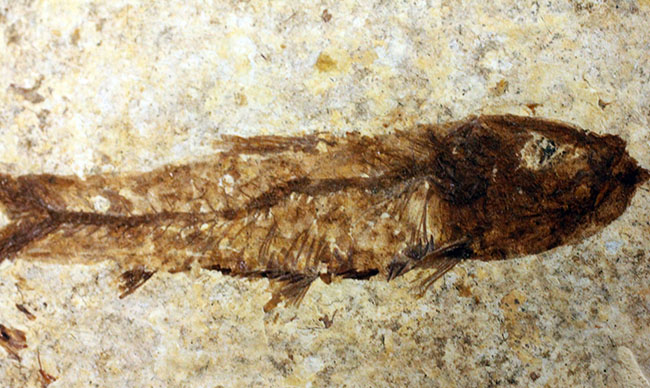 良形！グリーン・リバーフォーメーション産、約5000万年前の地層から採集された古代魚ナイティア（Knightia）（その2）