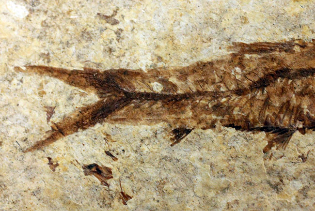 良形！グリーン・リバーフォーメーション産、約5000万年前の地層から採集された古代魚ナイティア（Knightia）（その3）