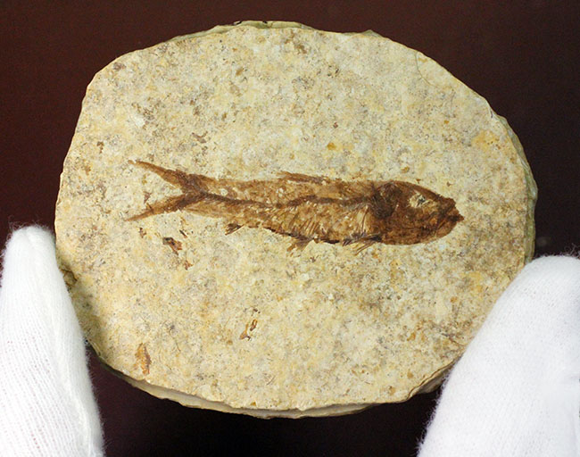良形！グリーン・リバーフォーメーション産、約5000万年前の地層から採集された古代魚ナイティア（Knightia）（その4）