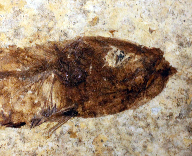 良形！グリーン・リバーフォーメーション産、約5000万年前の地層から採集された古代魚ナイティア（Knightia）（その6）