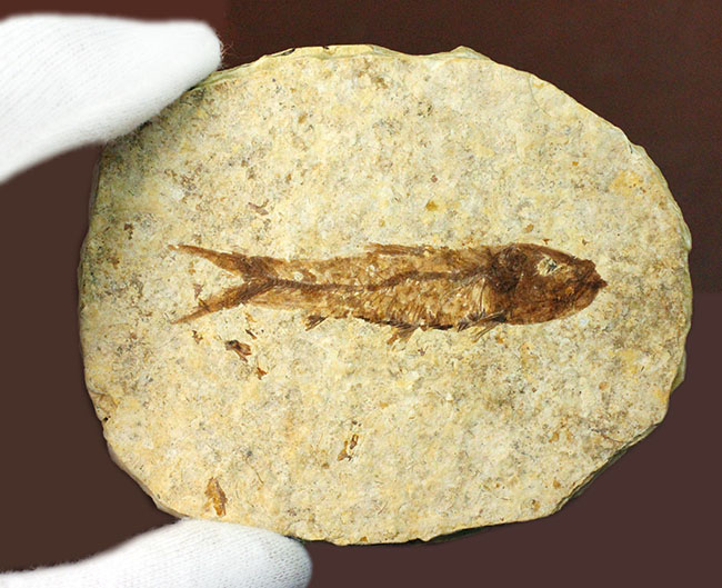 良形！グリーン・リバーフォーメーション産、約5000万年前の地層から採集された古代魚ナイティア（Knightia）（その8）