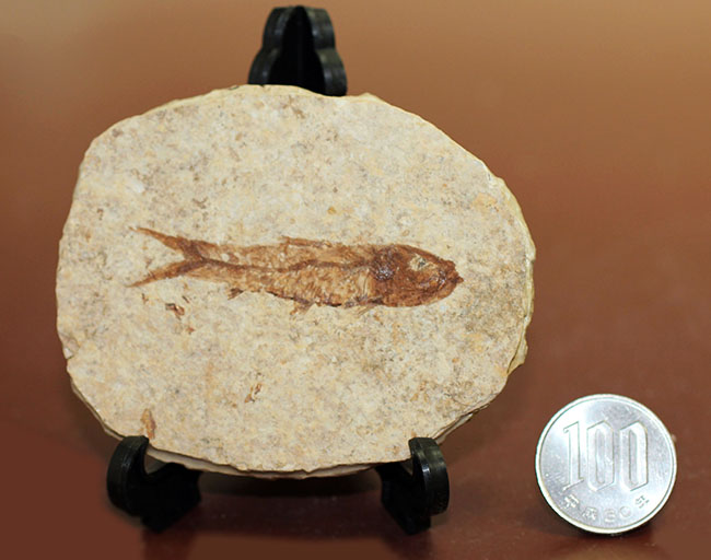 良形！グリーン・リバーフォーメーション産、約5000万年前の地層から採集された古代魚ナイティア（Knightia）（その9）