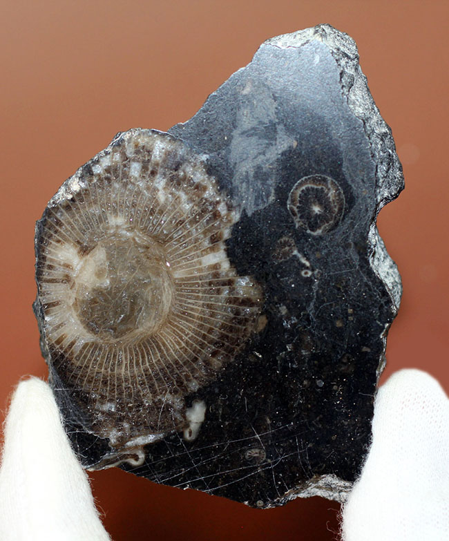古生代石炭紀に繁栄した四放サンゴの一つ、ディブノフィルム（Dibunophyllum sp.）です。皺がよく保存された上質標本。（その1）