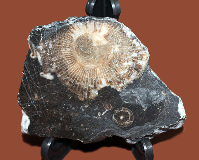 古生代石炭紀に繁栄した四放サンゴの一つ、ディブノフィルム（Dibunophyllum sp.）です。皺がよく保存された上質標本。（その2）