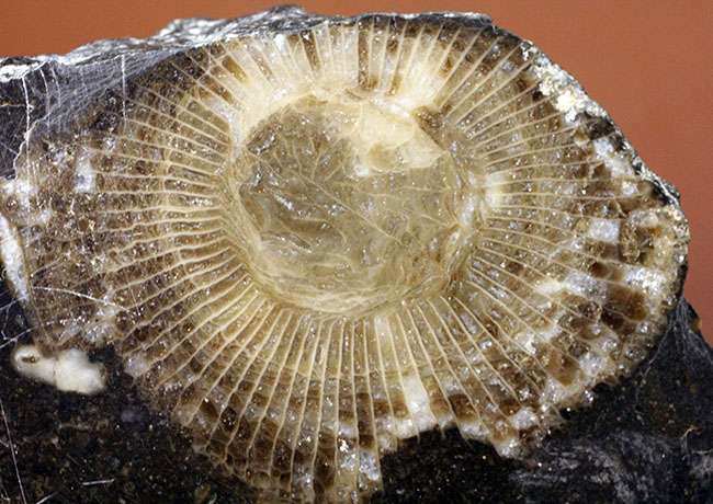 古生代石炭紀に繁栄した四放サンゴの一つ、ディブノフィルム(Dibunophyllum sp.)です。皺がよく保存された上質標本。(その3)