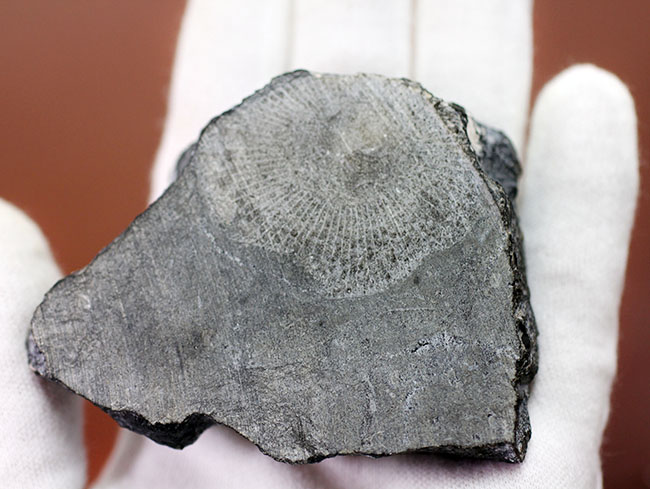 古生代石炭紀に繁栄した四放サンゴの一つ、ディブノフィルム（Dibunophyllum sp.）です。皺がよく保存された上質標本。（その4）