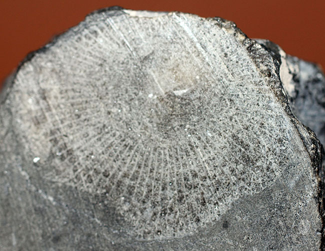 古生代石炭紀に繁栄した四放サンゴの一つ、ディブノフィルム（Dibunophyllum sp.）です。皺がよく保存された上質標本。（その5）