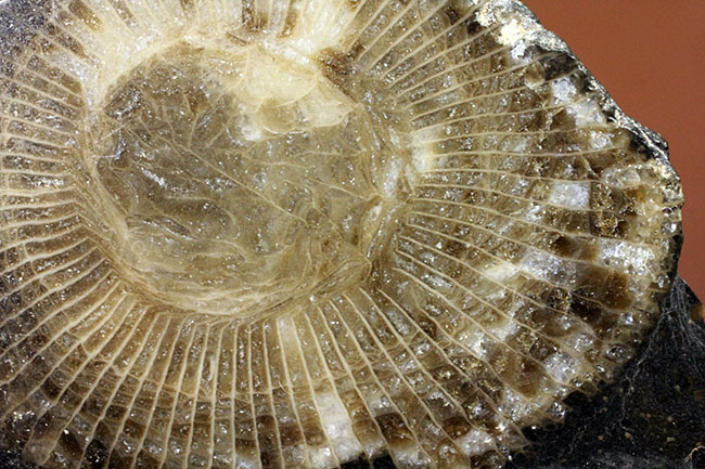 古生代石炭紀に繁栄した四放サンゴの一つ、ディブノフィルム(Dibunophyllum sp.)です。皺がよく保存された上質標本。(その6)