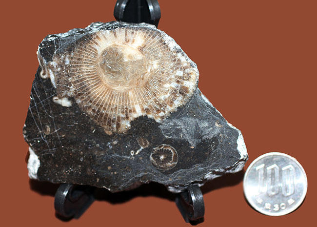 古生代石炭紀に繁栄した四放サンゴの一つ、ディブノフィルム（Dibunophyllum sp.）です。皺がよく保存された上質標本。（その8）