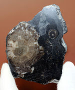 古生代石炭紀に繁栄した四放サンゴの一つ、ディブノフィルム（Dibunophyllum sp.）です。皺がよく保存された上質標本。