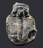 米国ユタ州を代表する三葉虫の”キング”、エルラシア・キンギ（Elrathia Kingi）の大型標本
