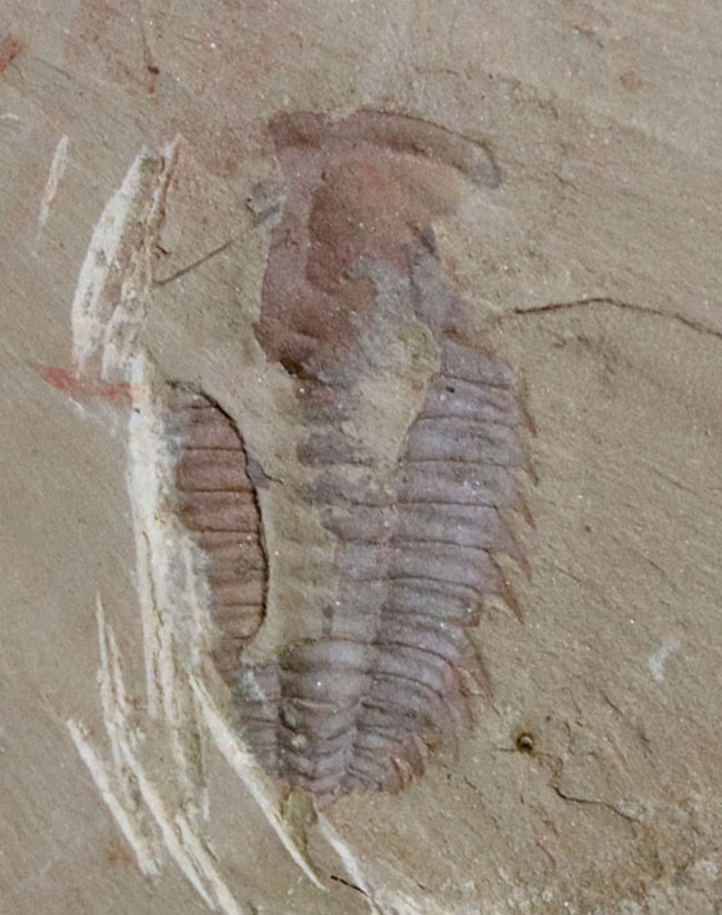 ベリーレア、ダブル!最古の三葉虫の一つ、レドリキア・マンスイ(Redlichia mansuyi)に加え、イソキシスと思しき半円形の殻が同時に見られる、非常に珍しい化石(その1)