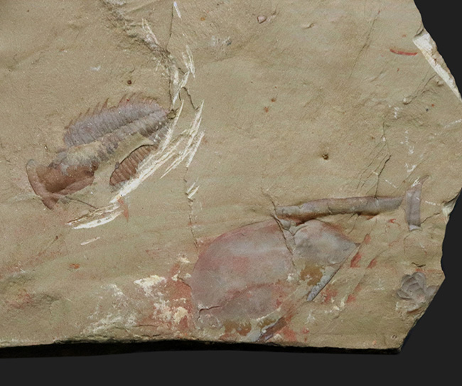 ベリーレア、ダブル!最古の三葉虫の一つ、レドリキア・マンスイ(Redlichia mansuyi)に加え、イソキシスと思しき半円形の殻が同時に見られる、非常に珍しい化石(その2)