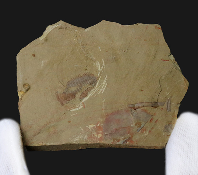 ベリーレア、ダブル!最古の三葉虫の一つ、レドリキア・マンスイ(Redlichia mansuyi)に加え、イソキシスと思しき半円形の殻が同時に見られる、非常に珍しい化石(その3)