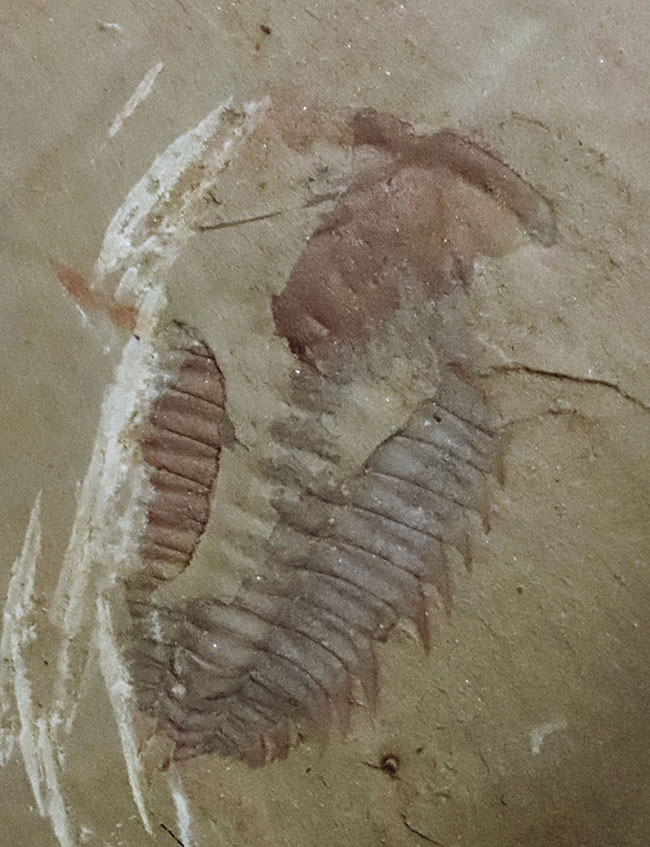 ベリーレア、ダブル!最古の三葉虫の一つ、レドリキア・マンスイ(Redlichia mansuyi)に加え、イソキシスと思しき半円形の殻が同時に見られる、非常に珍しい化石(その4)