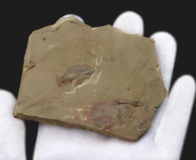 ベリーレア、ダブル!最古の三葉虫の一つ、レドリキア・マンスイ(Redlichia mansuyi)に加え、イソキシスと思しき半円形の殻が同時に見られる、非常に珍しい化石(その5)