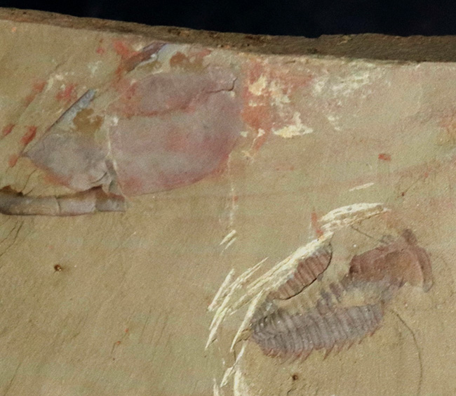 ベリーレア、ダブル!最古の三葉虫の一つ、レドリキア・マンスイ(Redlichia mansuyi)に加え、イソキシスと思しき半円形の殻が同時に見られる、非常に珍しい化石(その6)