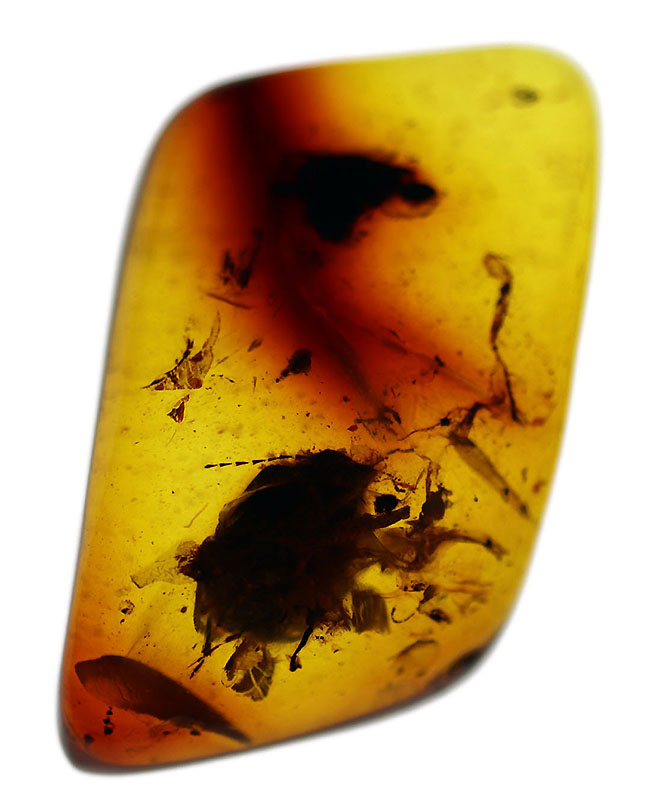 恐竜の鳴き声が聞こえる？基質の透明度高し！丸っこい虫や植物片を含む、極めて古い琥珀、バーマイト（Burmite）（その3）