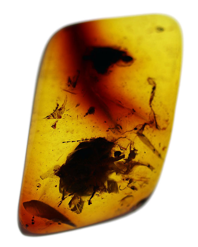 恐竜の鳴き声が聞こえる?基質の透明度高し!丸っこい虫や植物片を含む、極めて古い琥珀、バーマイト(Burmite)(その3)
