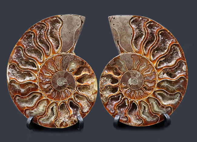 王道の展示手法！大きい、直径最大部１０８ミリ！およそ１億年前の大判アンモナイト、クレオニセラス（Cleoniceras）の化石