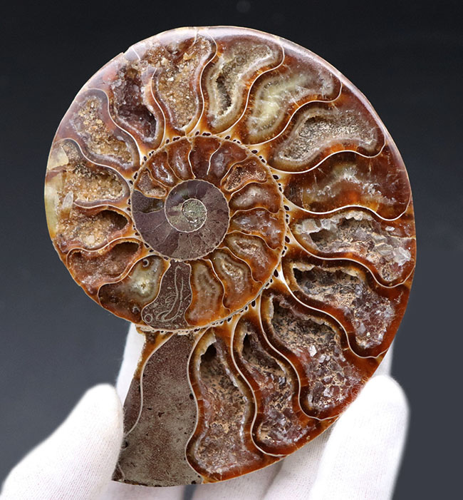 王道の展示手法！大きい、直径最大部１０８ミリ！およそ１億年前の大判アンモナイト、クレオニセラス（Cleoniceras）の化石（その3）