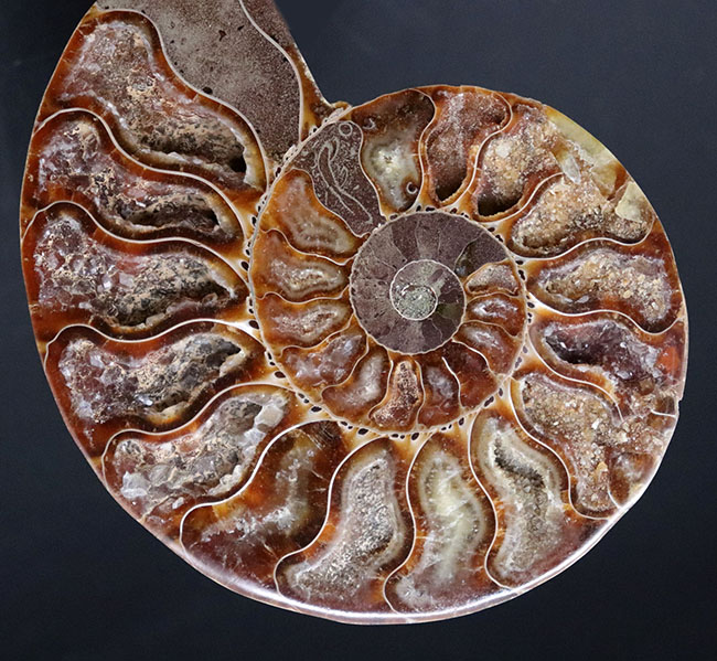 王道の展示手法！大きい、直径最大部１０８ミリ！およそ１億年前の大判アンモナイト、クレオニセラス（Cleoniceras）の化石（その9）