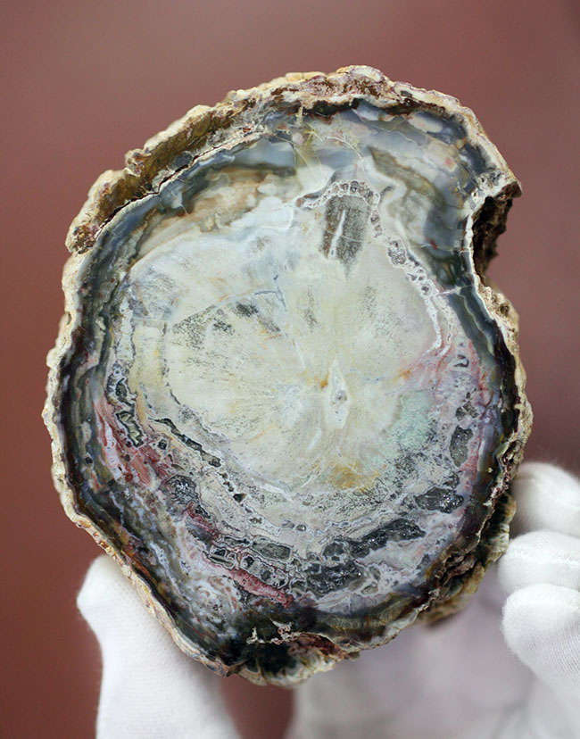 希少な群青色を呈する、生きた化石、2億5千万年前のモンキーパズルの木の珪化木（ケイカボク）（その1）
