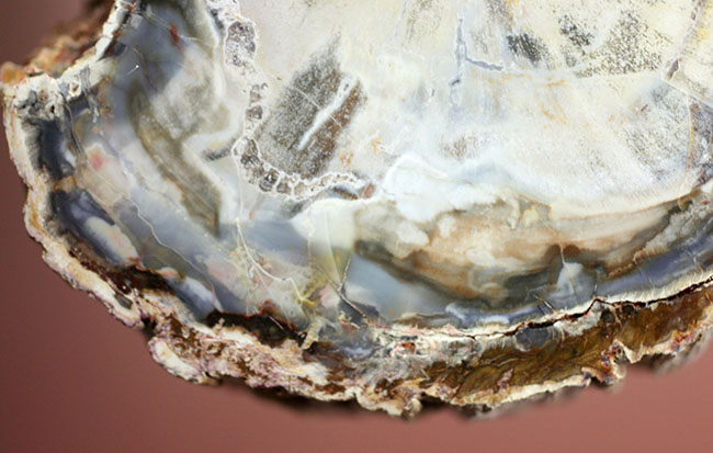 希少な群青色を呈する、生きた化石、2億5千万年前のモンキーパズルの木の珪化木（ケイカボク）（その15）