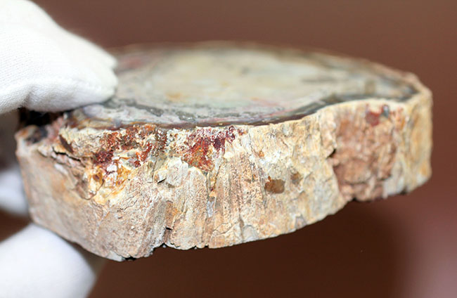 希少な群青色を呈する、生きた化石、2億5千万年前のモンキーパズルの木の珪化木（ケイカボク）（その8）