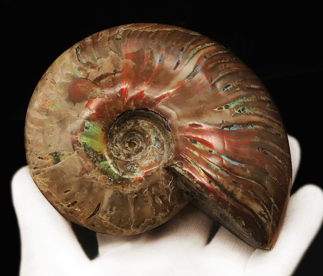 久々の登場、12cm超の巨大個体！しかも保存状態は良好。マダガスカル産遊色アンモナイト、クレオニセラス（Cleoniceras）（その3）