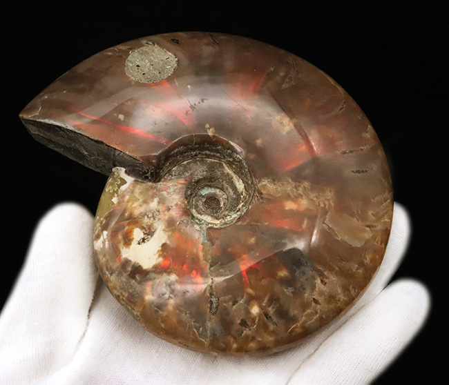 久々の登場、12cm超の巨大個体！しかも保存状態は良好。マダガスカル産遊色アンモナイト、クレオニセラス（Cleoniceras）（その7）