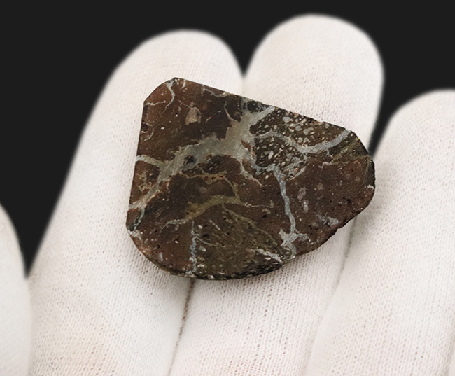 イグアノドンの化石　アンモナイトの化石　恐竜の本　3点セット イグアノドンの化石 アンモナイトの化石 恐竜の本 3点セット