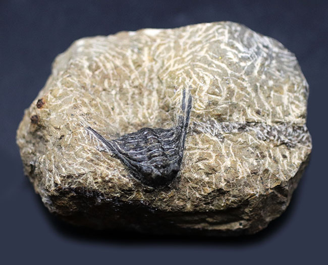 あのレオナスピスをこのプライスで！モロッコ産の奇々怪々な三葉虫、レオナスピス(Leonaspis) の化石（その1）