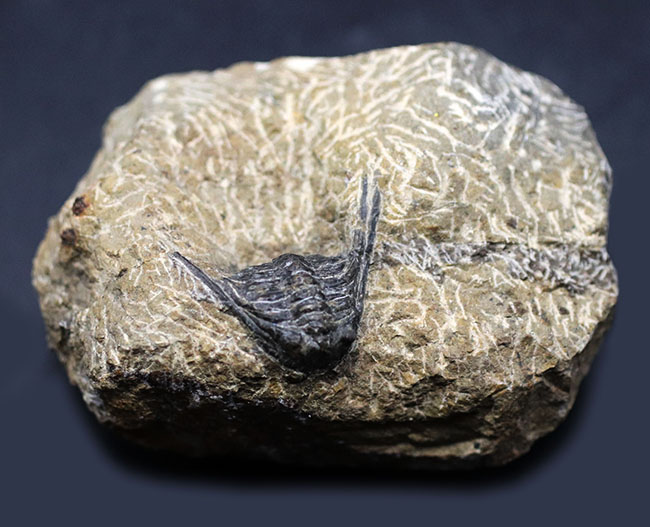 あのレオナスピスをこのプライスで!モロッコ産の奇々怪々な三葉虫、レオナスピス(Leonaspis) の化石(その1)