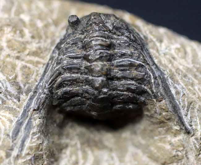 あのレオナスピスをこのプライスで!モロッコ産の奇々怪々な三葉虫、レオナスピス(Leonaspis) の化石(その2)