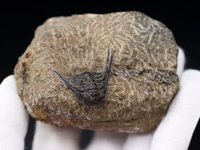 あのレオナスピスをこのプライスで!モロッコ産の奇々怪々な三葉虫、レオナスピス(Leonaspis) の化石(その4)