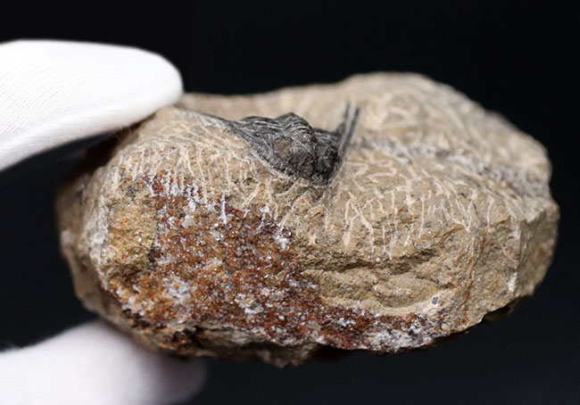 あのレオナスピスをこのプライスで!モロッコ産の奇々怪々な三葉虫、レオナスピス(Leonaspis) の化石(その5)