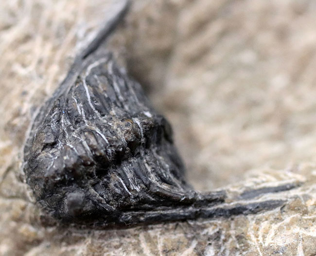 あのレオナスピスをこのプライスで!モロッコ産の奇々怪々な三葉虫、レオナスピス(Leonaspis) の化石(その6)