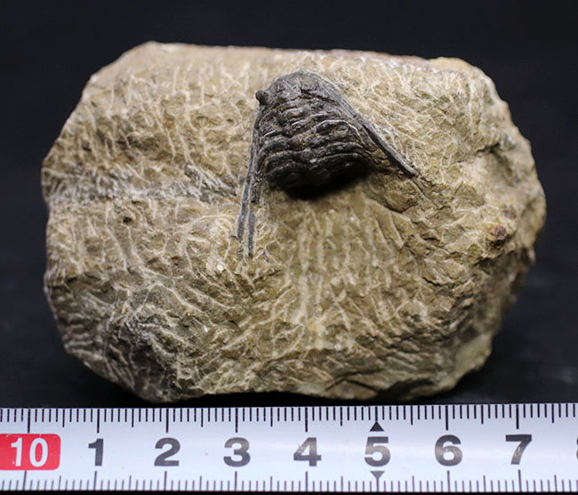 あのレオナスピスをこのプライスで!モロッコ産の奇々怪々な三葉虫、レオナスピス(Leonaspis) の化石(その8)