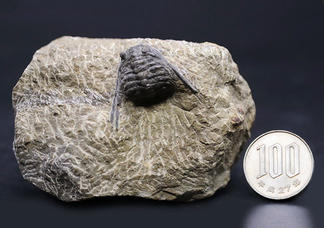 あのレオナスピスをこのプライスで!モロッコ産の奇々怪々な三葉虫、レオナスピス(Leonaspis) の化石(その9)
