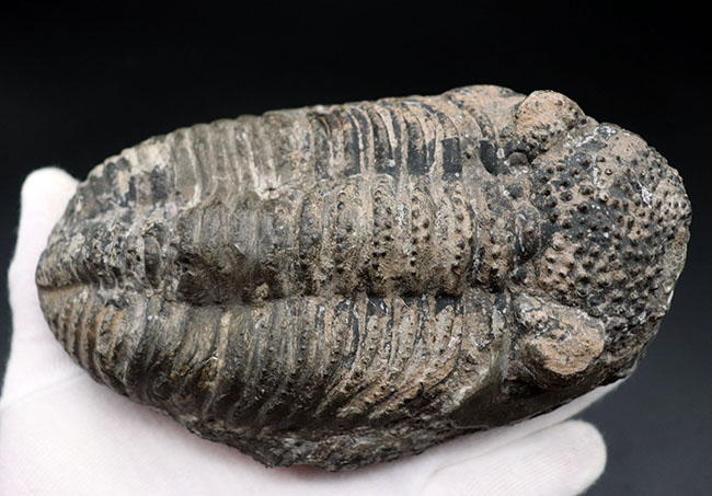 本体カーブ計測で１７センチを超える、メガサイズの三葉虫、ドロトプス・メガロマニクス（Drotops megalomanicus）の化石（その3）