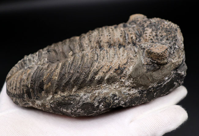 本体カーブ計測で１７センチを超える、メガサイズの三葉虫、ドロトプス・メガロマニクス（Drotops megalomanicus）の化石（その5）