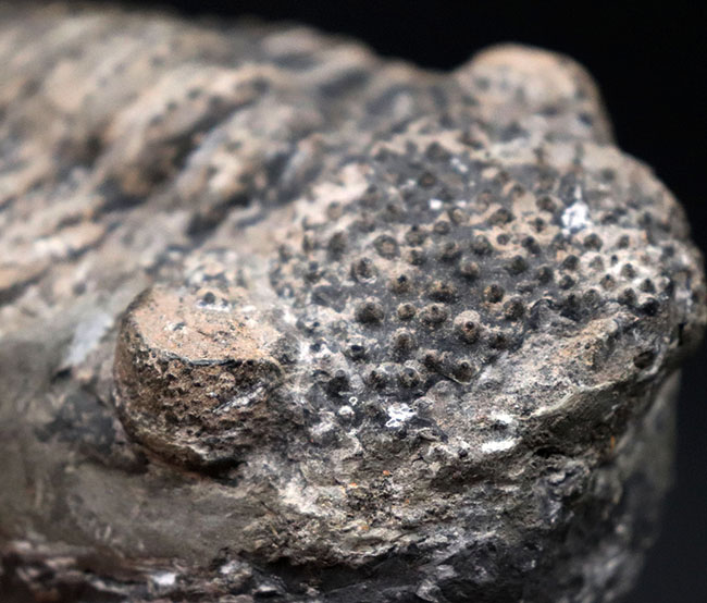 本体カーブ計測で１７センチを超える、メガサイズの三葉虫、ドロトプス・メガロマニクス（Drotops megalomanicus）の化石（その6）