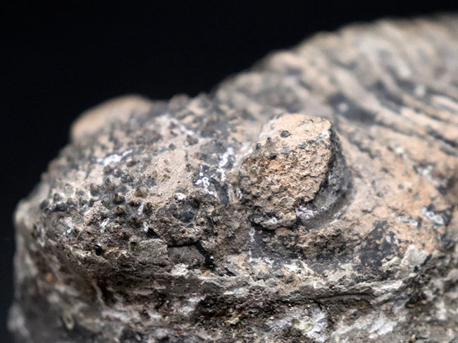 本体カーブ計測で１７センチを超える、メガサイズの三葉虫、ドロトプス・メガロマニクス（Drotops megalomanicus）の化石（その7）