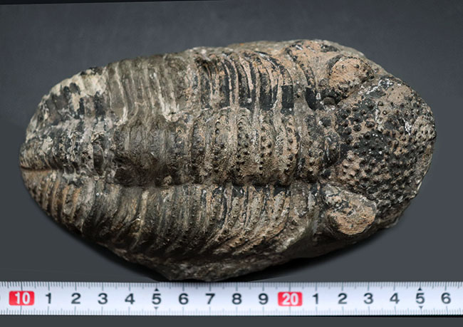本体カーブ計測で１７センチを超える、メガサイズの三葉虫、ドロトプス・メガロマニクス（Drotops megalomanicus）の化石（その8）